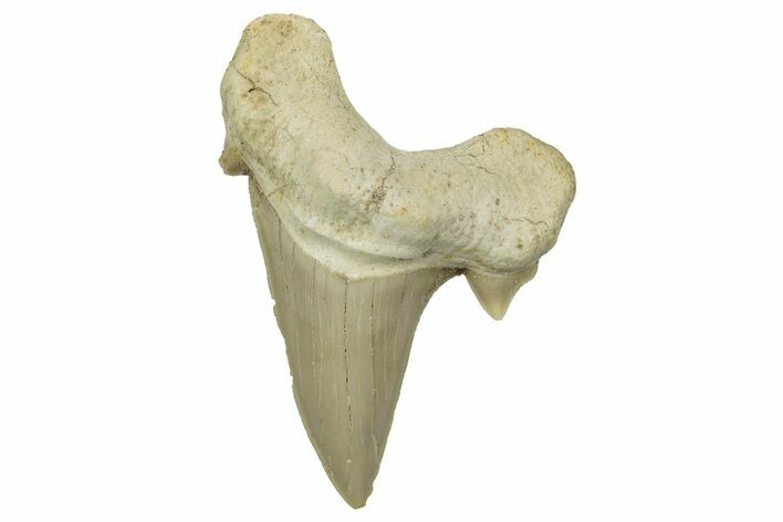 Fossil Shark Tooth (Otodus) - Morocco #353441